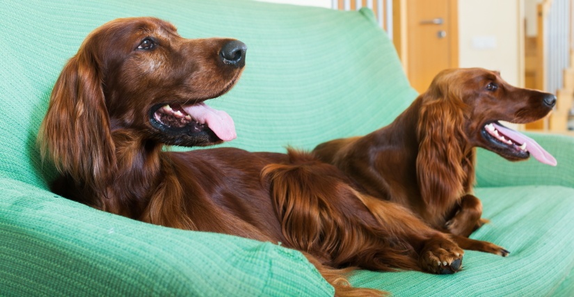 Two dogs on a sofa