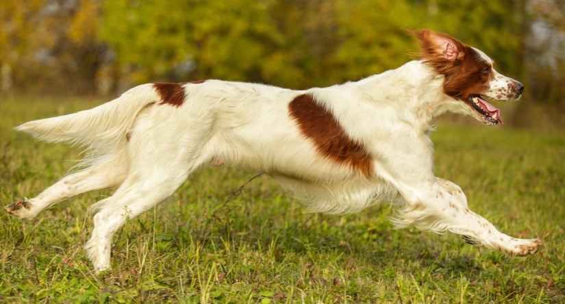 Brown and white dog running away