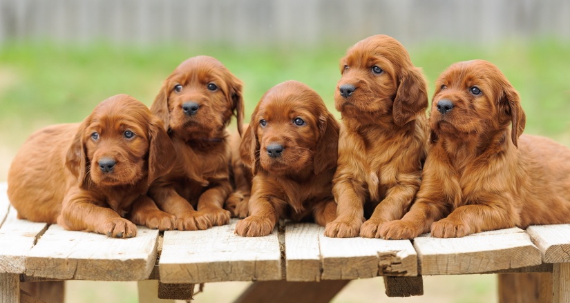 Lots of cute puppies