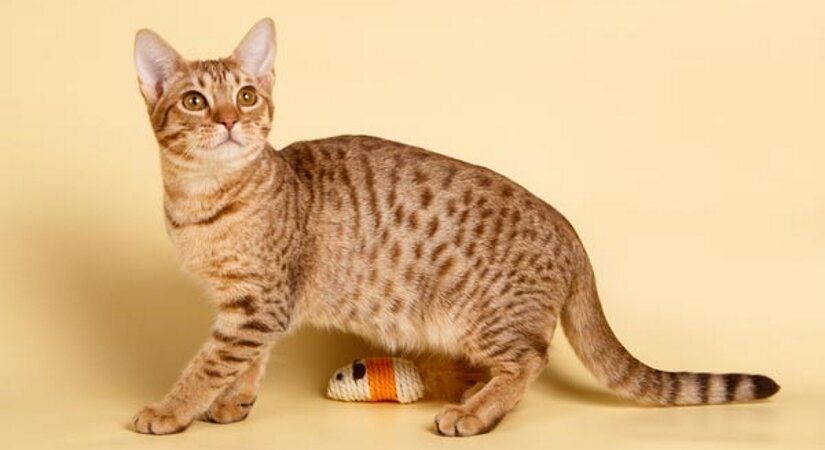 Ocicat Play