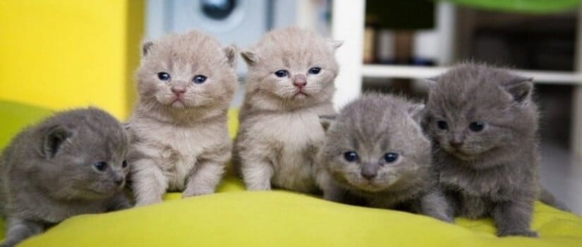 Chartreux kittens