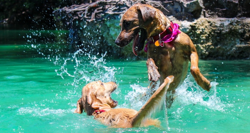 Two dogs swimming in the lake