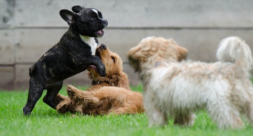 Dogs playing with each other