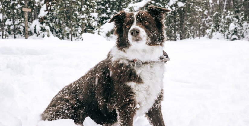Dog on a snowy day