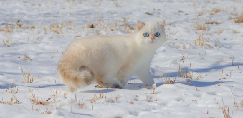 Cat walks on snow