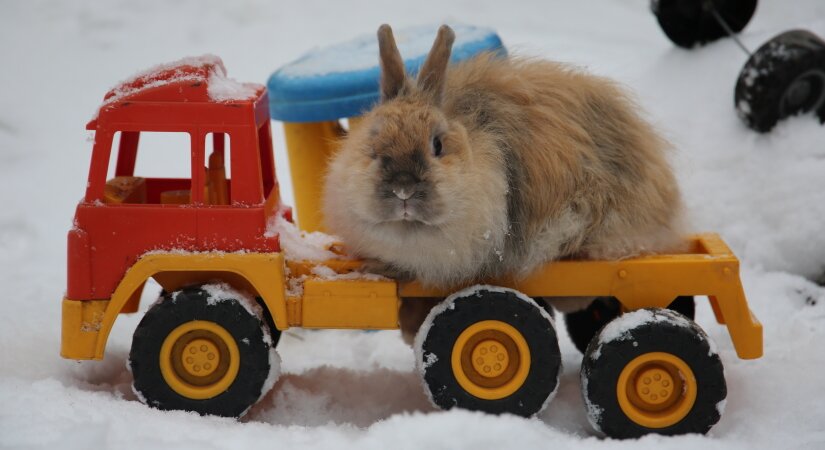 Rabbit rides a toy truck