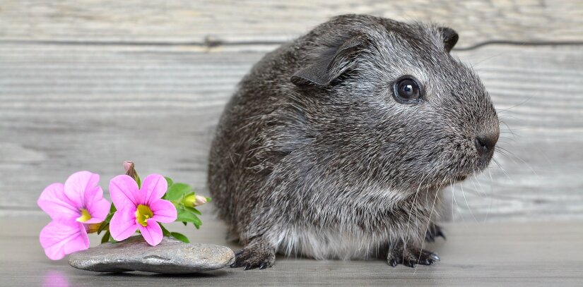 Cute gray guinea pig