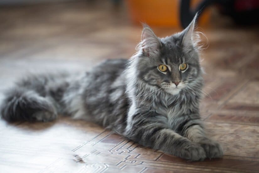 Maine coon grooming