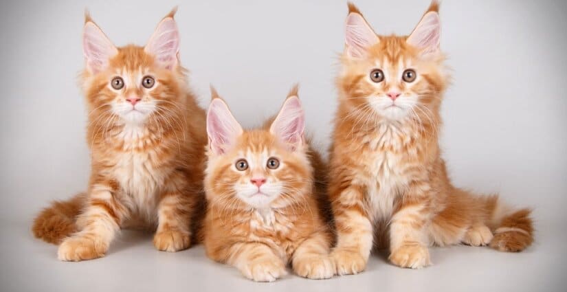 Maine coon kittens