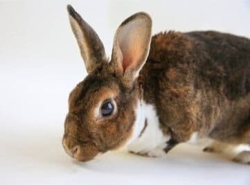 brown rabbit breeds