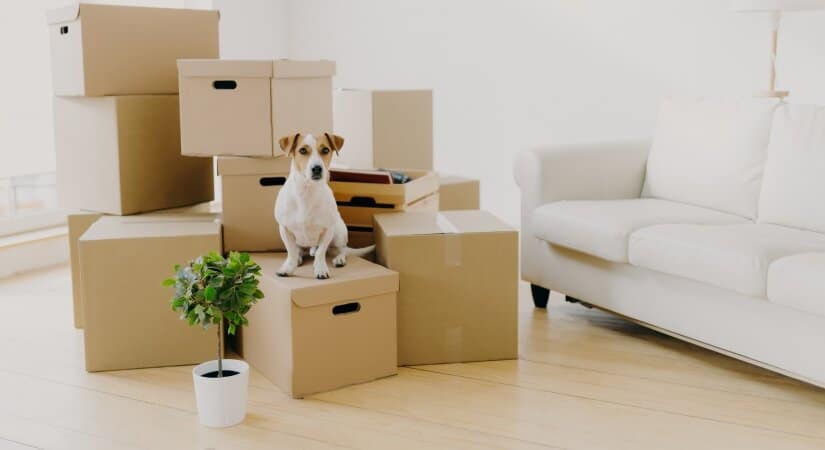 Russel with boxes