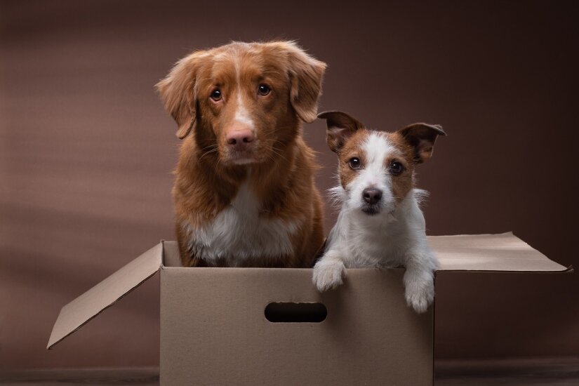 Dogs in box