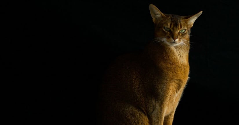 Abyssinian cat looks suspiciously