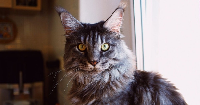 majestic Maine Coon