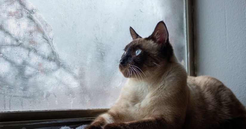Siamese cat looking out the window