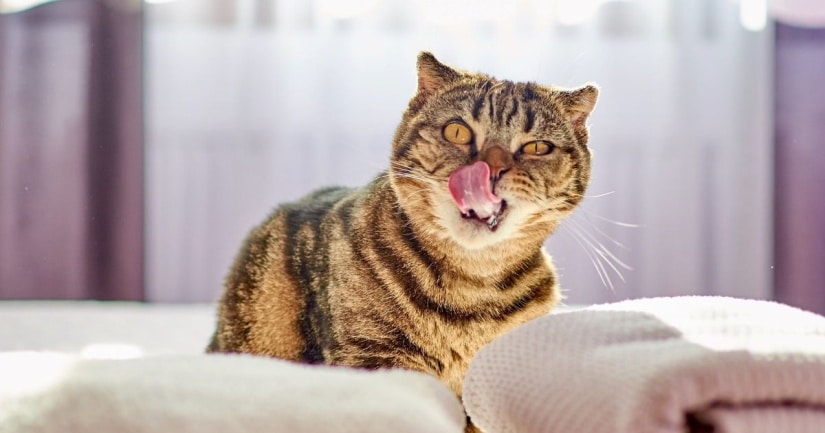 Scottish Fold cat licks its lips