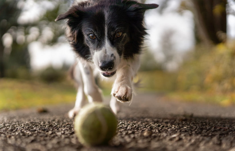 Doggie chasing a ball