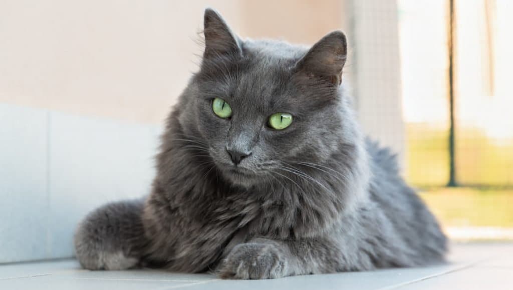 Nebelung Cat Breed Profile Cat Breed Info Nutrition Grooming Adopting Pet On Bed