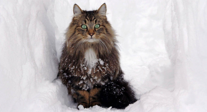 Cat in the deep snow