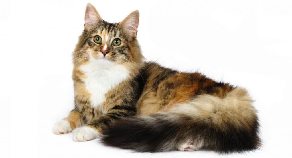 Norwegian Forest Cat - Wegie | Breed Information, Grooming, Care