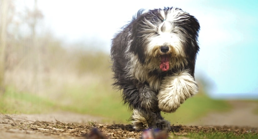 Dog runs towards his owner