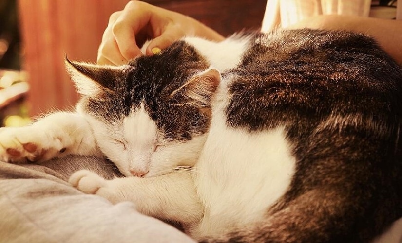 Older Cat Sleep On Owner