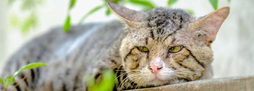 Older Cat Sleep On Street