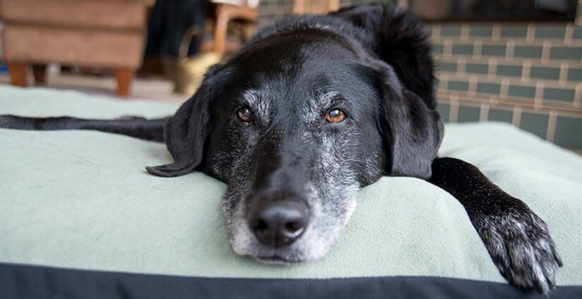 Dog on Bed