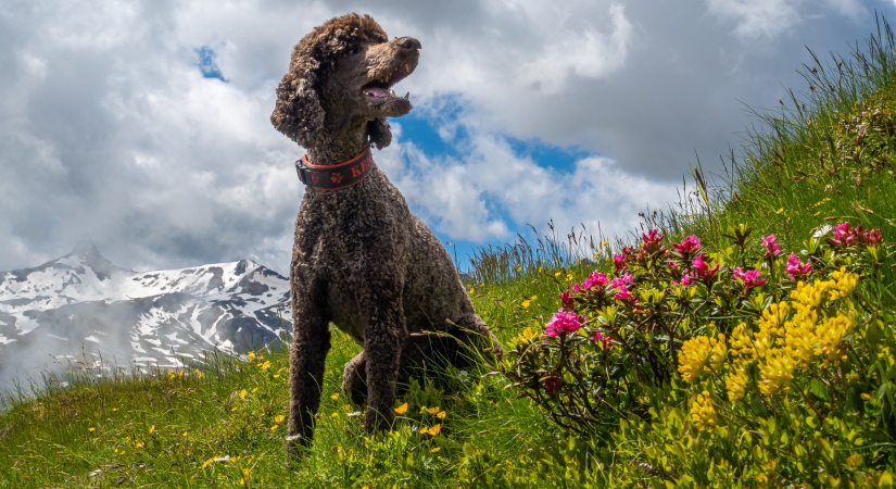 Poodle in a meadow