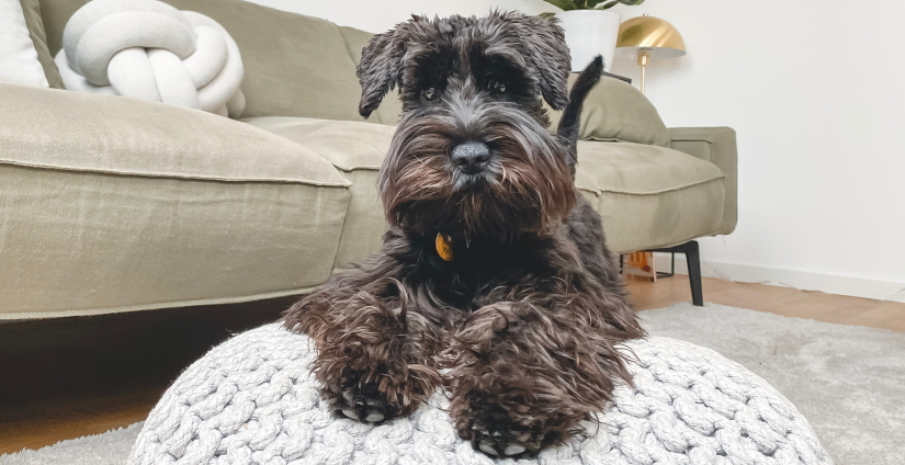 Miniature Schnauzer in apartment