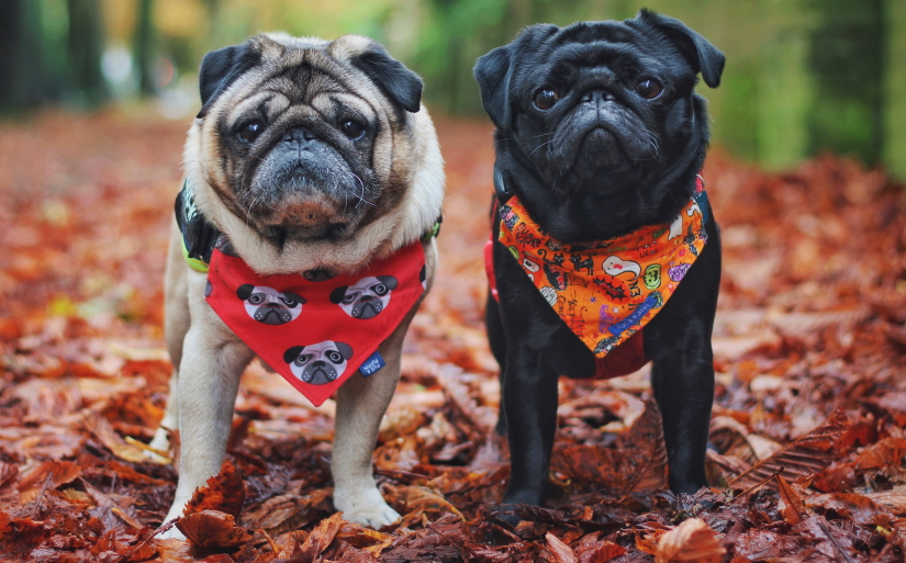 Pugs on a walk