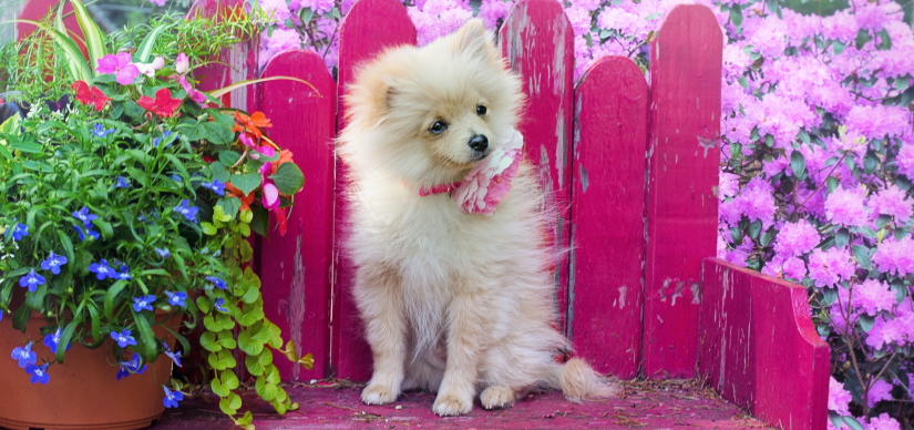 Cute puppy in a flower garden