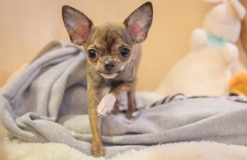 Cute puppie with huge ears
