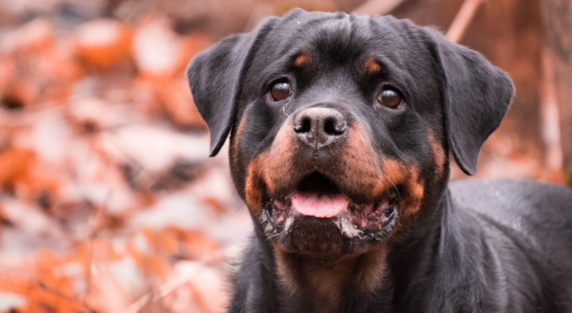 Small Rottweiler puppy