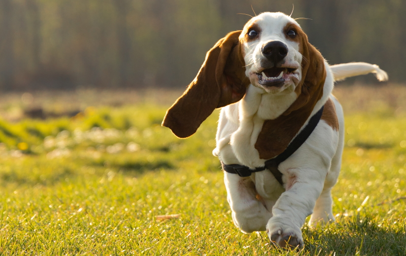 Pup running on a green grass