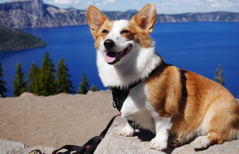 Pupper near the lake