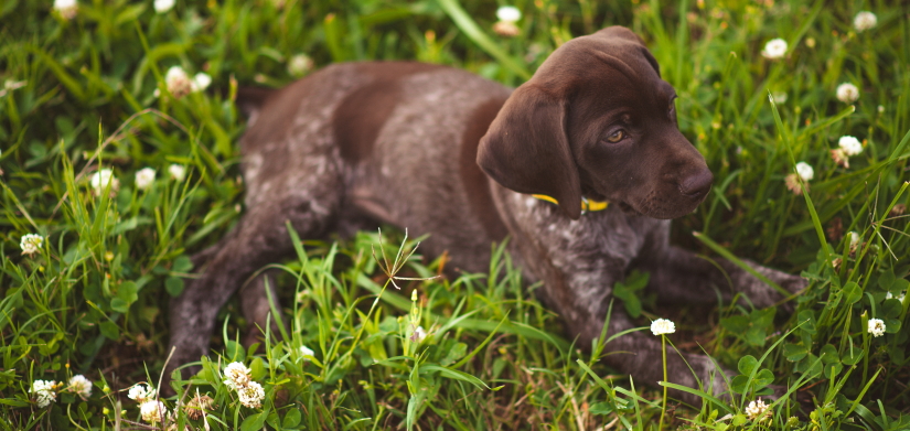 Puppy resting on a grass
