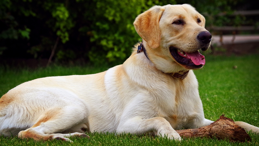 Cute yellow labrador