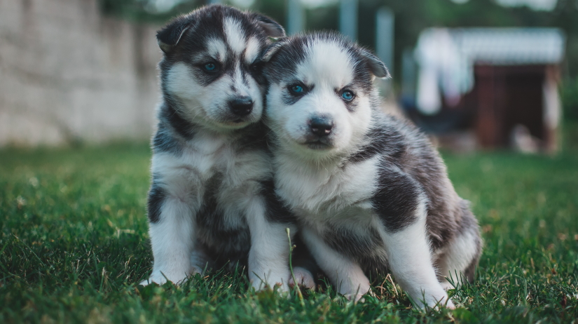 Cute Siberian Husky puppies