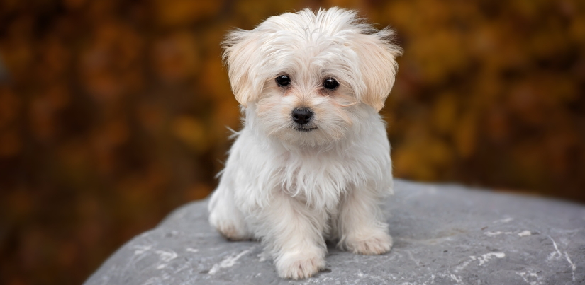 White pupper on a rock