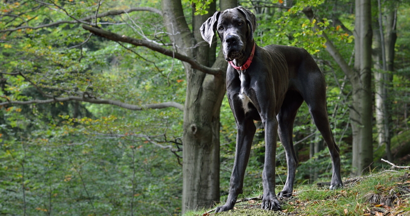 Gentle giant in the forest