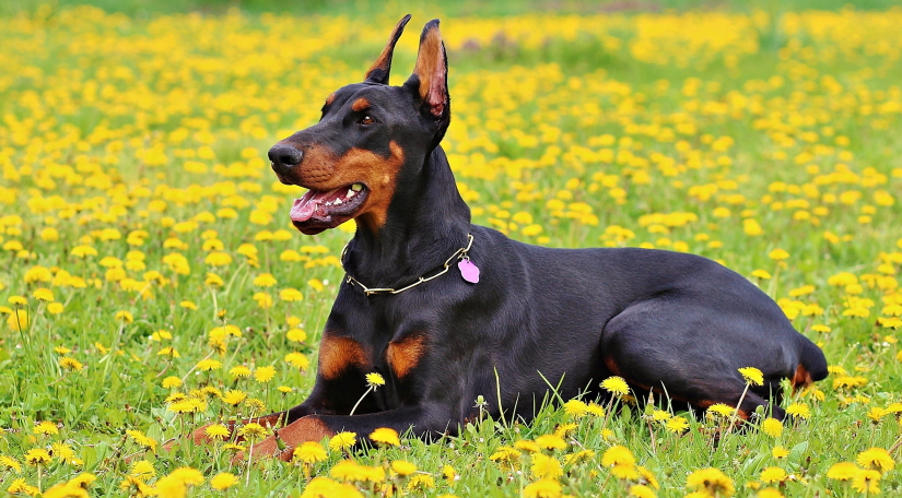 Dobermann in a flower field