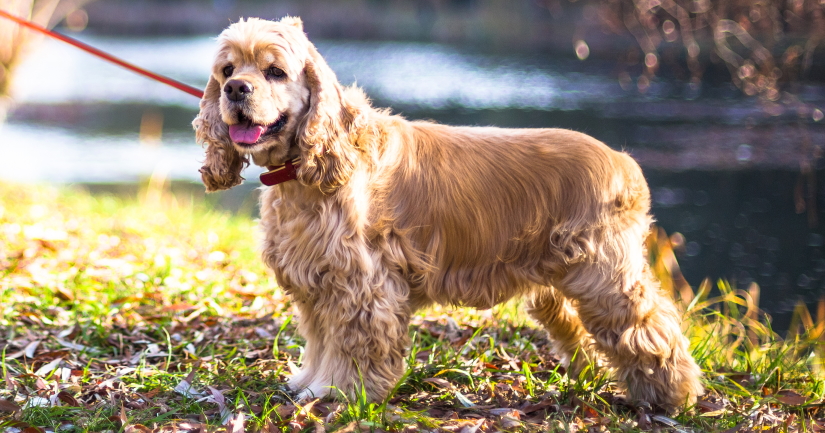 American Cocker Spaniel standing near lake