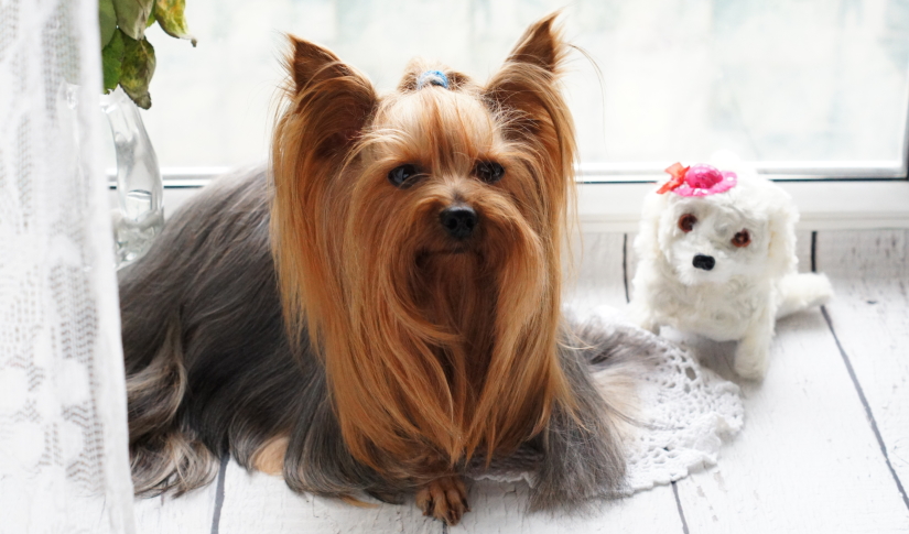 Sweet Yorkshire Terrier pup