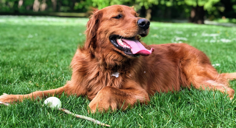 Happy dog in the park