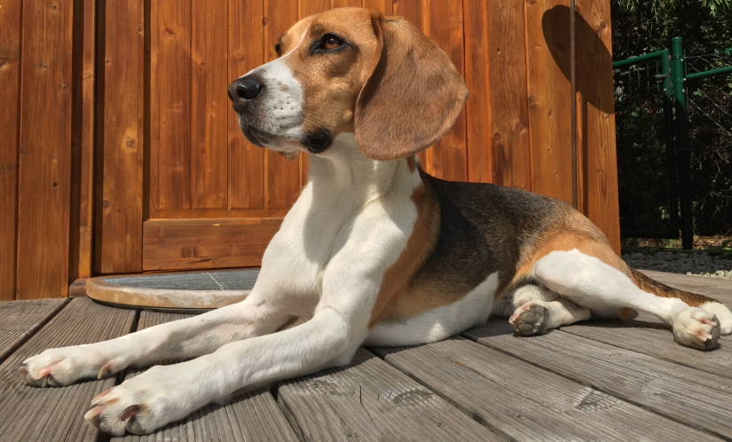 Beagle resting on a porch