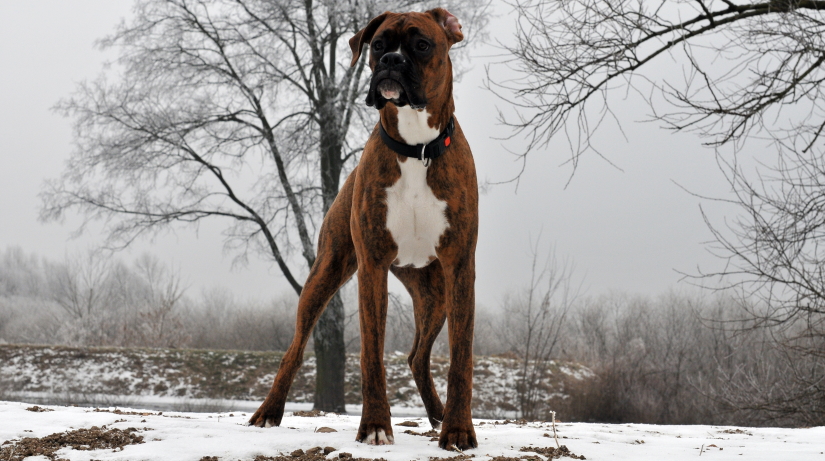 Doggie in a snow landscape