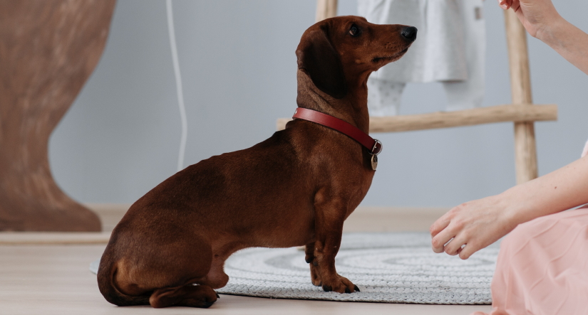 Dachshund with his owner