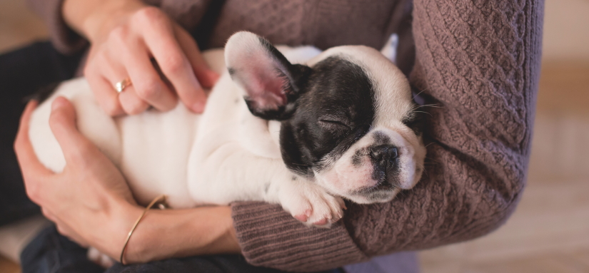 Puppy taking a nap