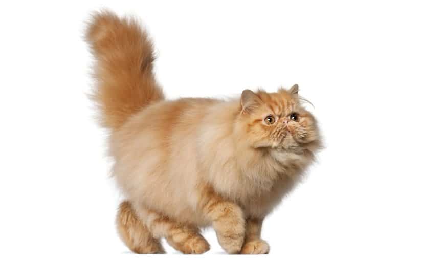 Iranian cat
